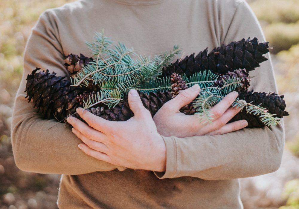 Pine Cones